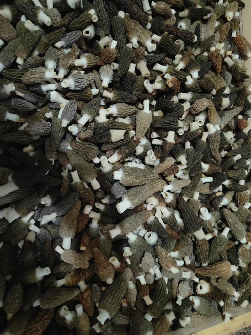 江西羊肚菌/干货新鲜羊肚菌/自产批发