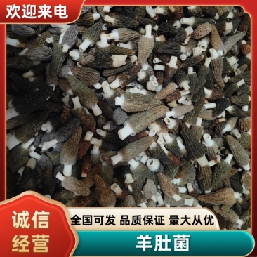 江西羊肚菌/干货新鲜羊肚菌/自产批发