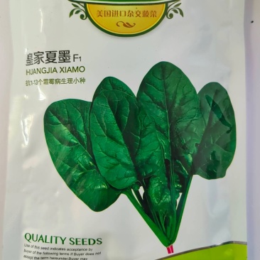 皇家夏墨-菠菜种子中早熟黑圆叶耐抽薹产量高耐热叶厚杂交