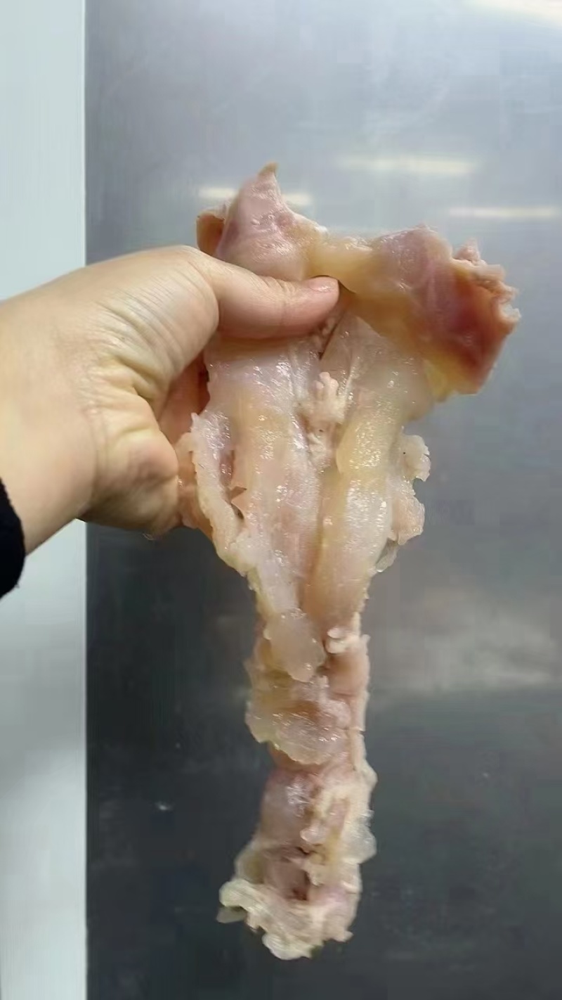 【实力推荐】水煮熟牛蹄筋，鲜货实拍货源稳定，量大可议价。