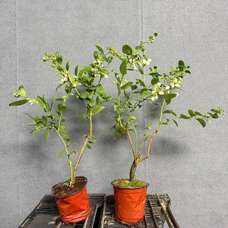 蓝莓树苗，F6花香品种多，款式多，包活包邮