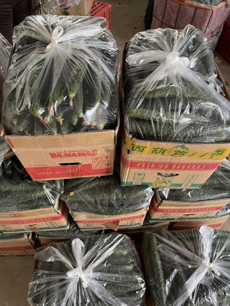 暖棚黄瓜大量上市中，现摘现发，批发黄瓜，密刺黄瓜，量大