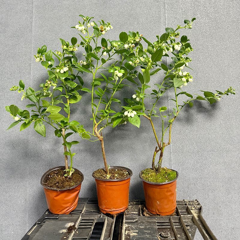 蓝莓树苗，F6花香品种多，款式多，包活包邮