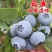 蓝莓树苗，F6花香品种多，款式多，包活包邮