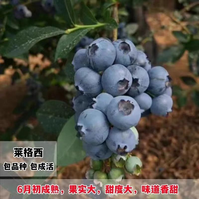 蓝莓树苗，F6花香品种多，款式多，包活包邮