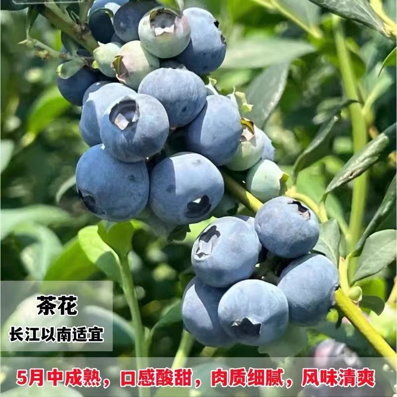 蓝莓树苗，F6花香品种多，款式多，包活包邮
