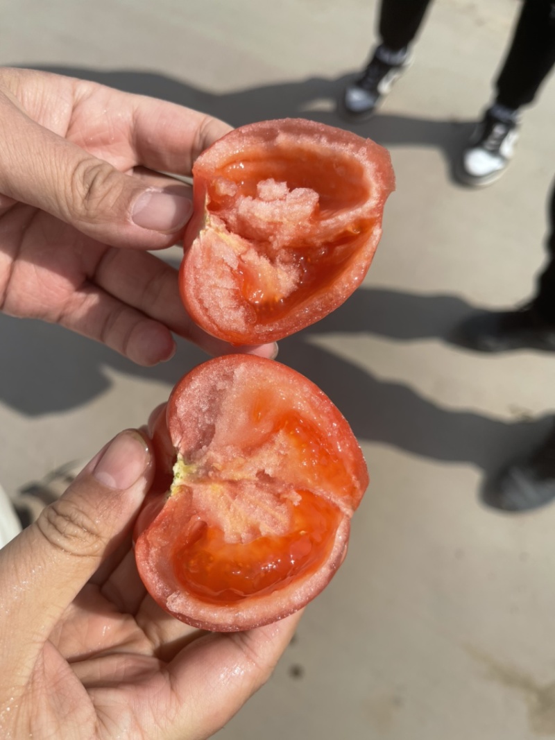 硬粉西红柿，批发西红柿，产地直发，现摘现发，新鲜好货