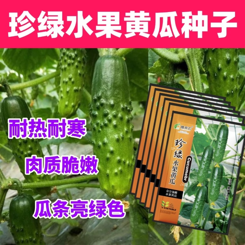 珍绿水果黄瓜种子强雌瓜条亮绿肉质脆嫩刺瘤明显