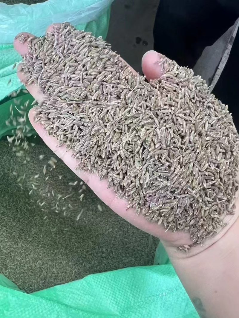 孜然孜然粒