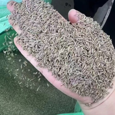 孜然孜然粒