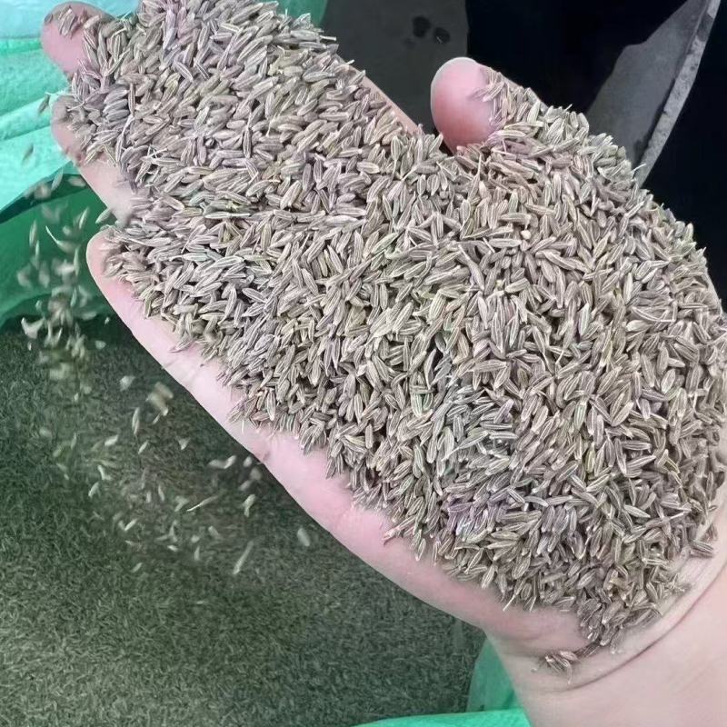 孜然孜然粒