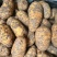 天麻