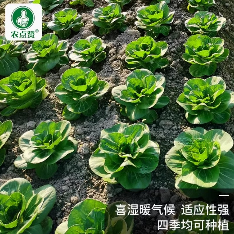 八宝青-苏州青种子抗热抗寒喜湿暖口感鲜美品质佳