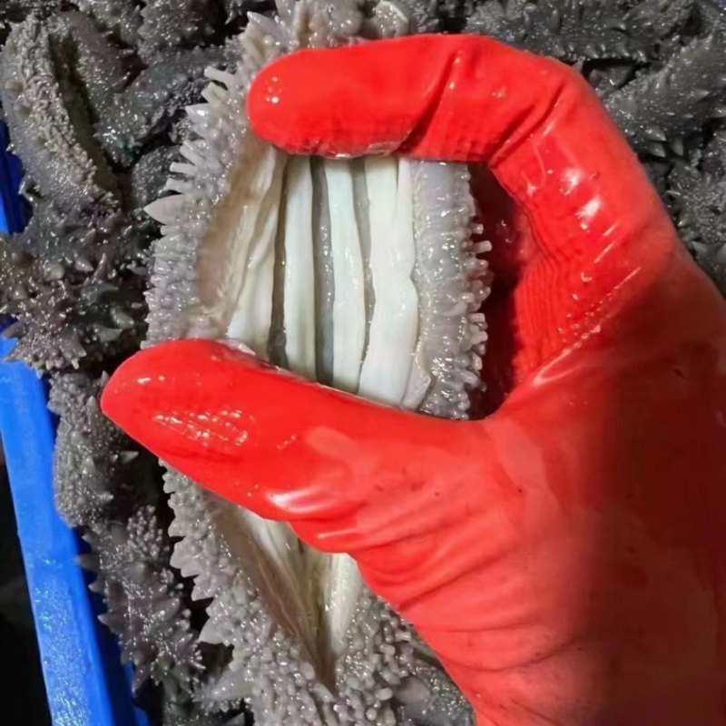 鲜食海参口感超好