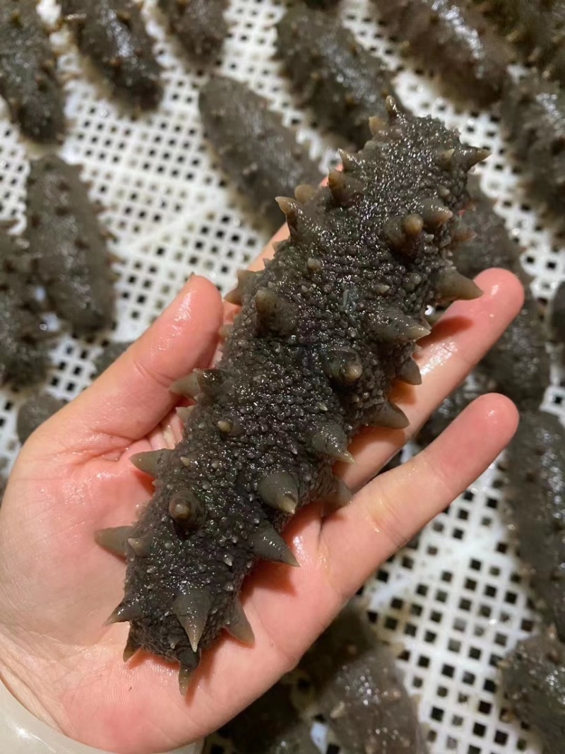 鲜食海参口感超好