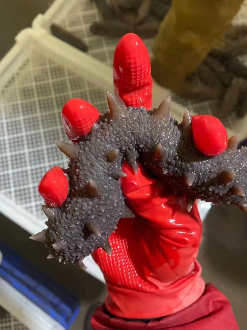 鲜食海参口感超好