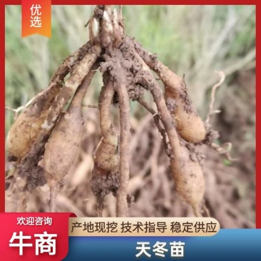 【牛商推荐】优良天冬苗货量充足可视频指导欢迎选购