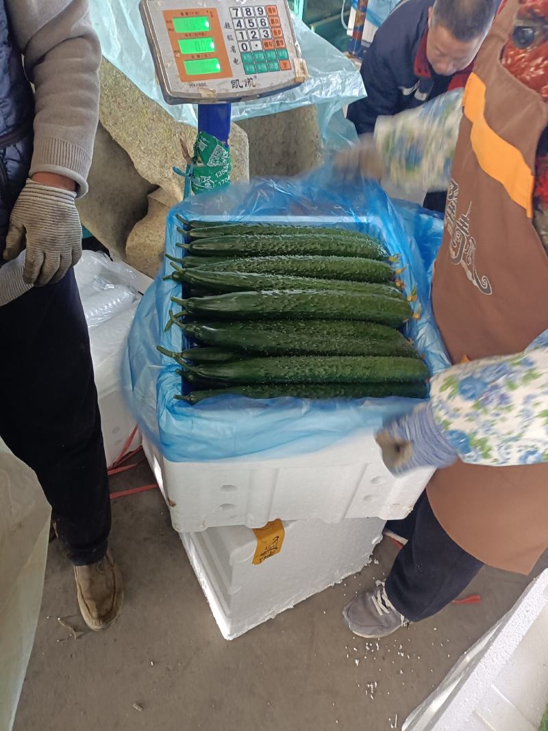 【密刺黄瓜】山东临沂沂南大棚一手货源统货一级精品都有