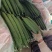 【密刺黄瓜】山东临沂沂南大棚一手货源统货一级精品都有