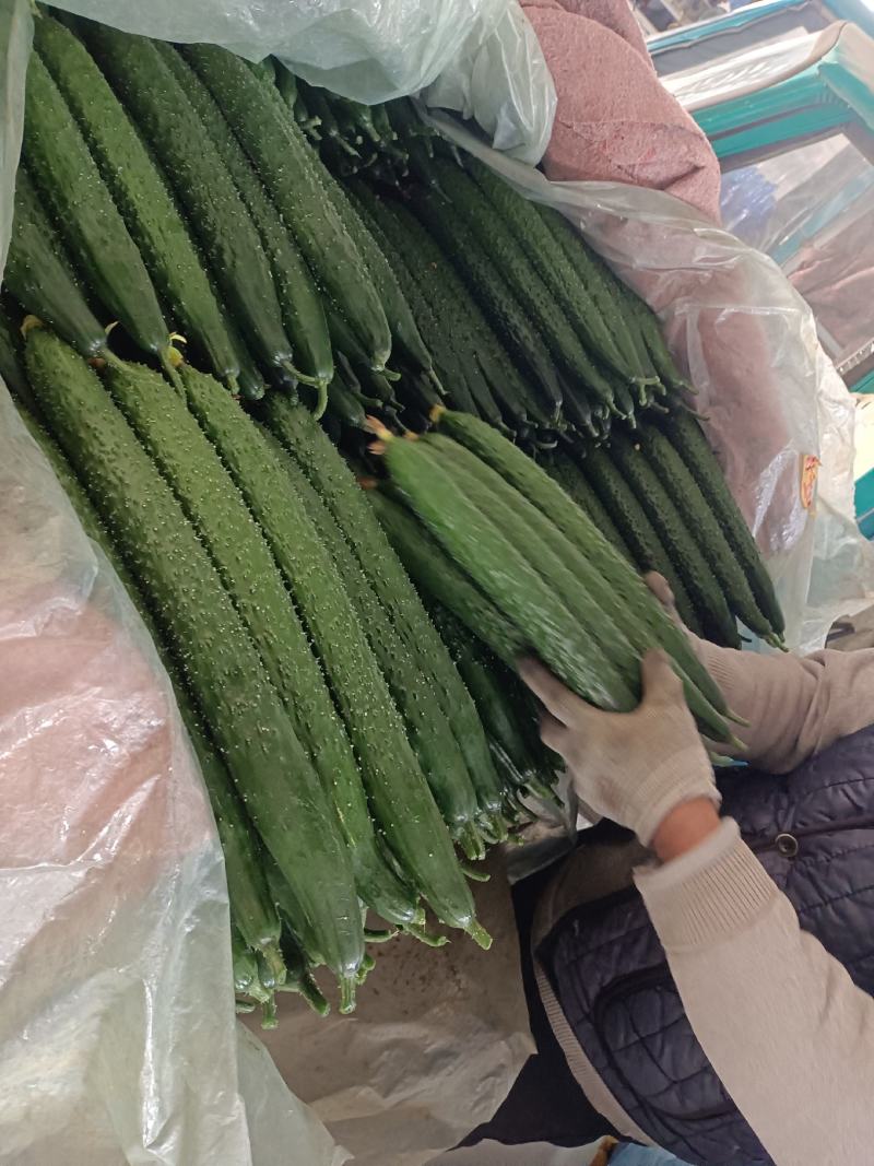 【密刺黄瓜】山东临沂沂南大棚一手货源统货一级精品都有