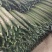 【密刺黄瓜】山东临沂沂南大棚一手货源统货一级精品都有