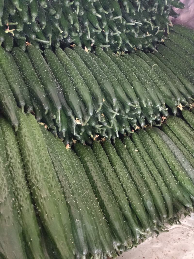 【密刺黄瓜】山东临沂沂南大棚一手货源统货一级精品都有