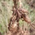 【牛商推荐】优良天冬苗货量充足可视频指导欢迎选购