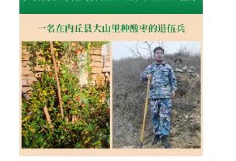 野生道地酸枣仁，河北产地直供一站式酸枣仁供货平台