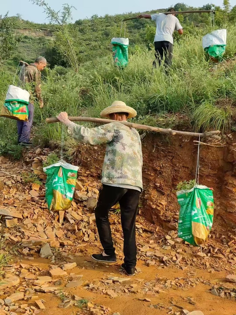 野生道地酸枣仁，河北产地直供一站式酸枣仁供货平台