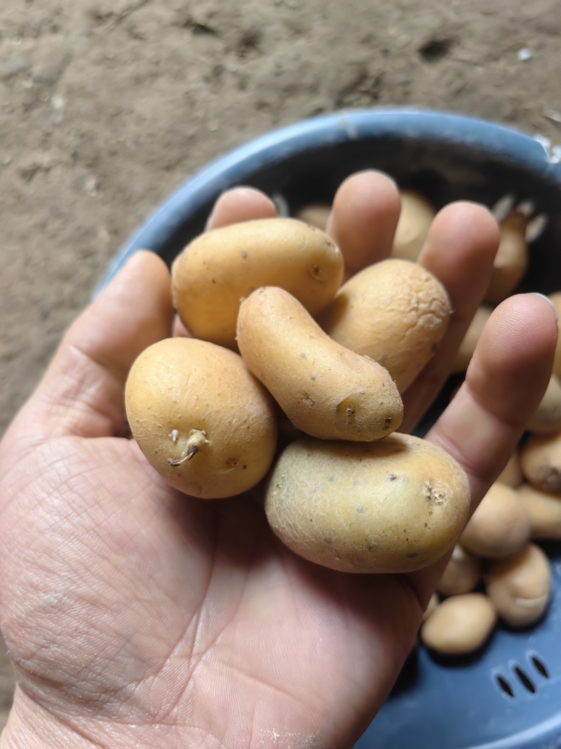 迷你小土豆大量有货。精品直发欢迎电联
