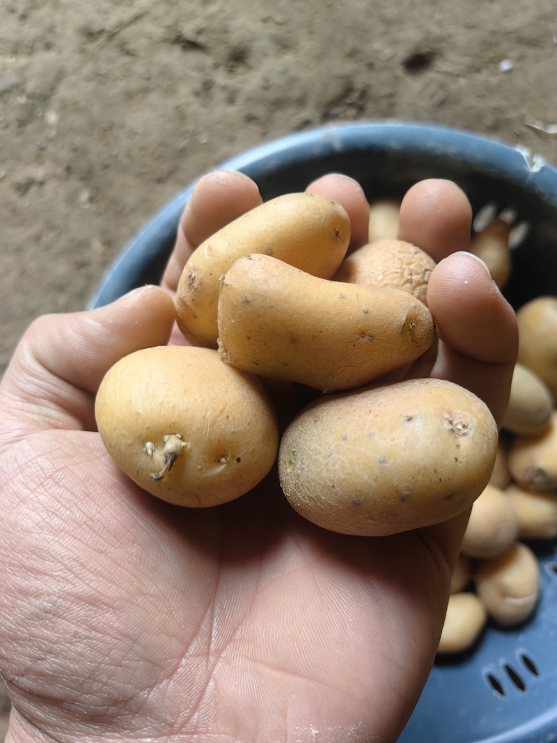 迷你小土豆大量有货。精品直发欢迎电联