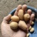 迷你小土豆大量有货。精品直发欢迎电联