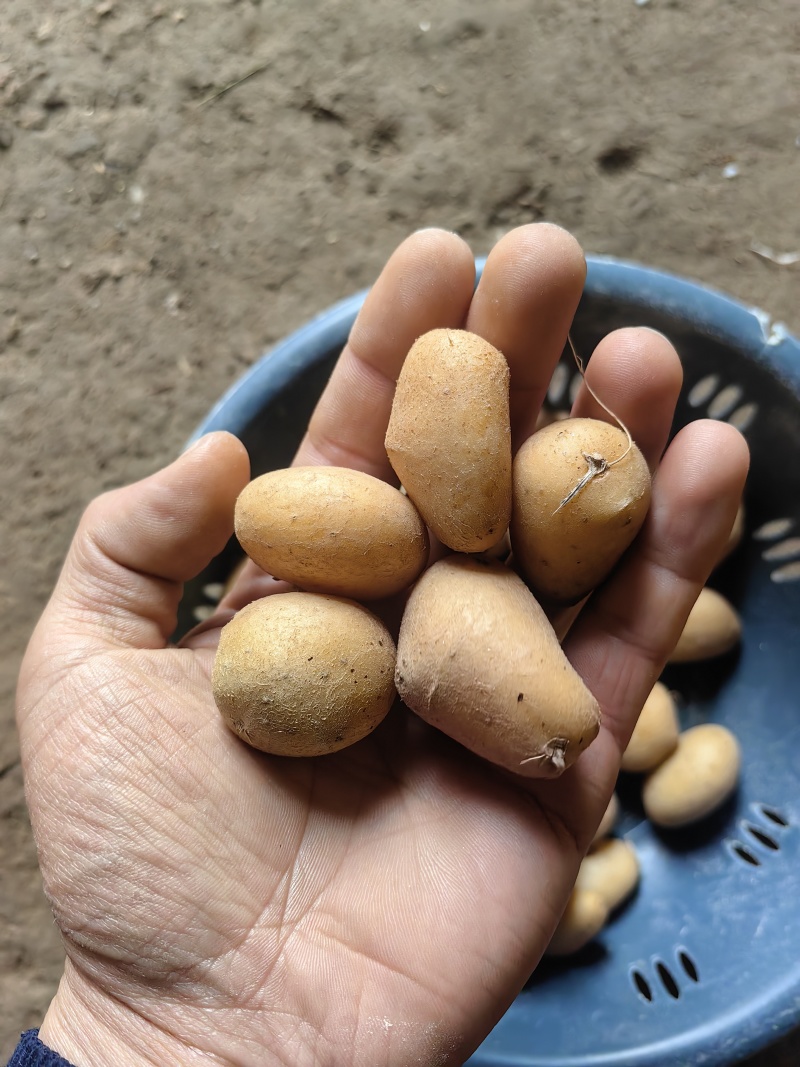 迷你小土豆大量有货。精品直发欢迎电联