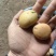 迷你小土豆大量有货。精品直发欢迎电联
