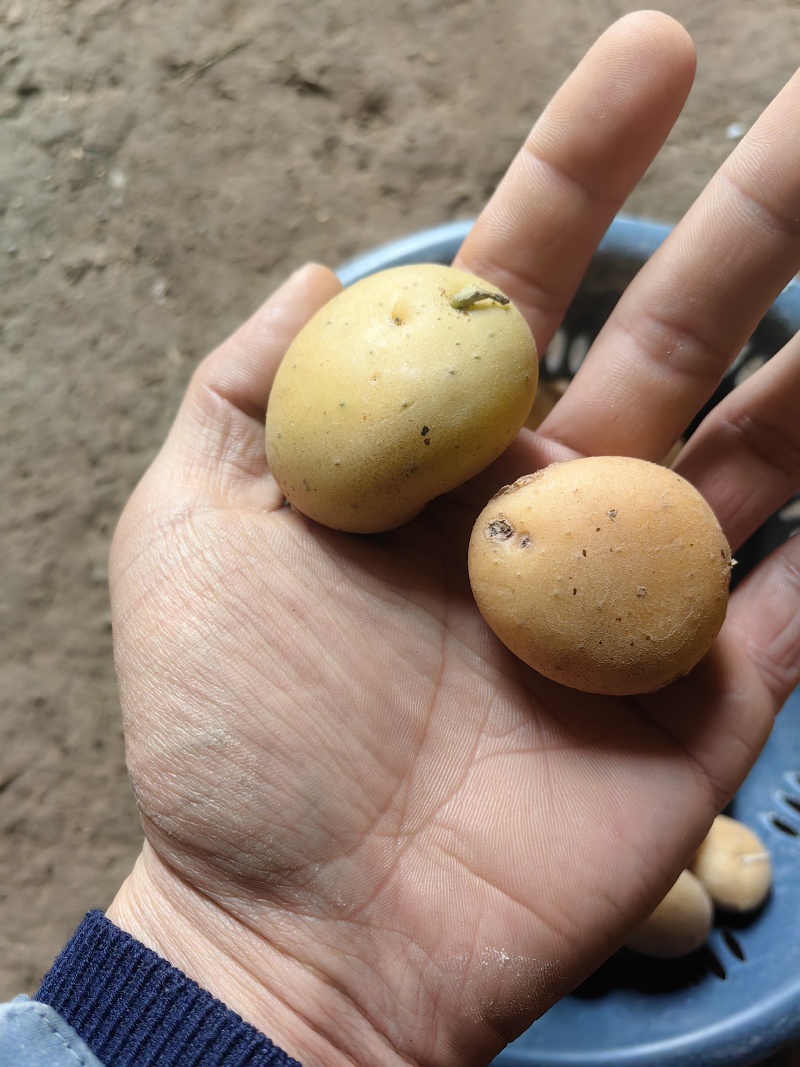 迷你小土豆大量有货。精品直发欢迎电联