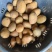 迷你小土豆大量有货。精品直发欢迎电联