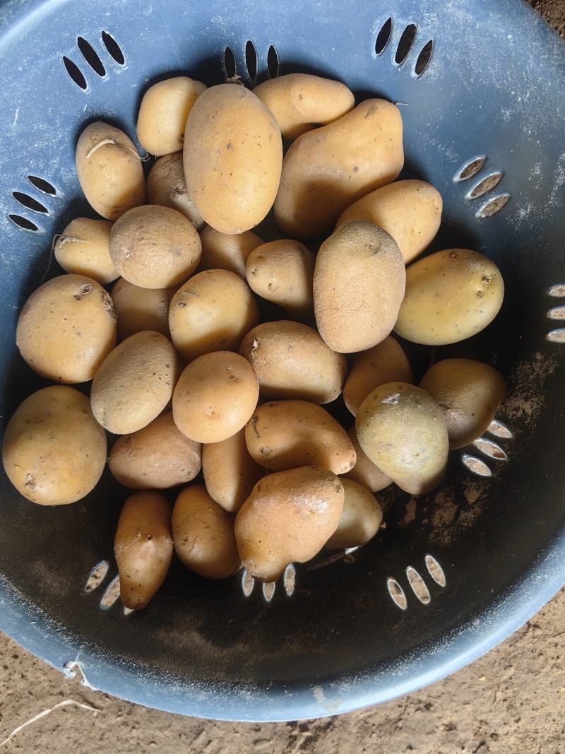 迷你小土豆大量有货。精品直发欢迎电联