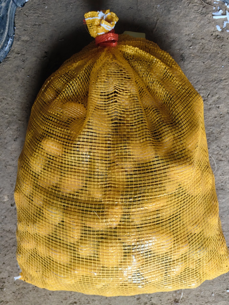 迷你小土豆大量有货。精品直发欢迎电联