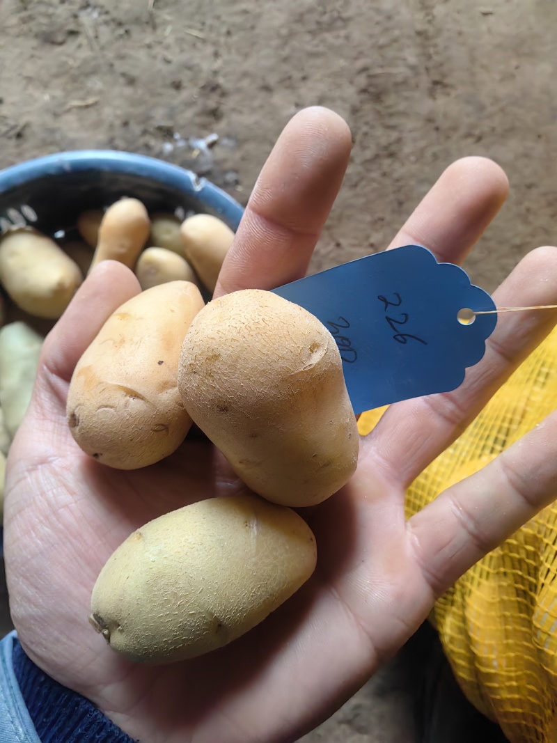 迷你小土豆对接电商厂家直供价格优惠