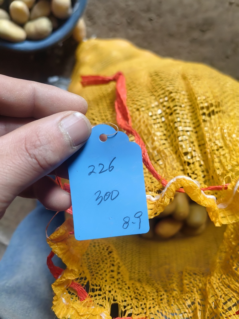 迷你小土豆对接电商厂家直供价格优惠