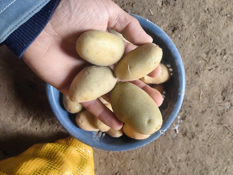迷你小土豆对接电商厂家直供价格优惠