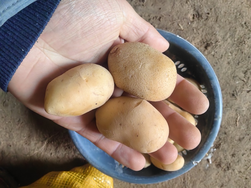 迷你小土豆对接电商厂家直供价格优惠