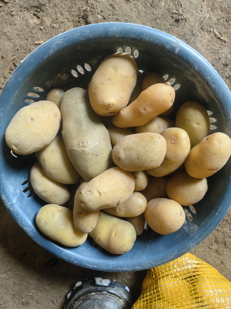迷你小土豆对接电商厂家直供价格优惠