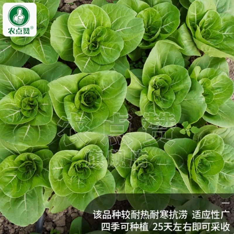 奶油小白菜种子耐热耐寒生长快产量高质嫩味浓抗病