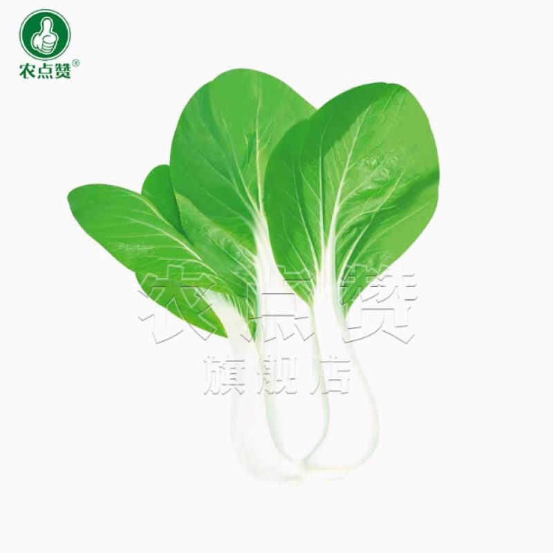 奶油小白菜种子耐热耐寒生长快产量高质嫩味浓抗病