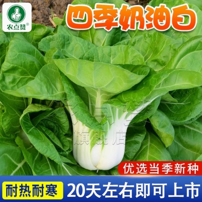 奶油小白菜种子耐热耐寒生长快产量高质嫩味浓抗病