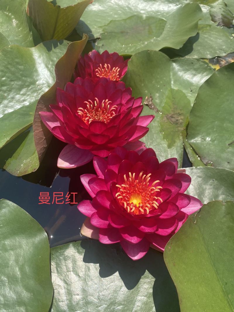 精品睡莲苗颜色齐全品种多样承接各种水景亮化工程