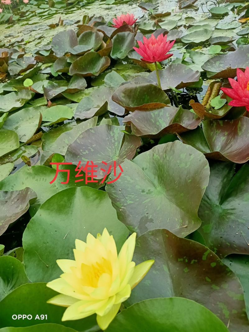 精品睡莲苗颜色齐全品种多样承接各种水景亮化工程