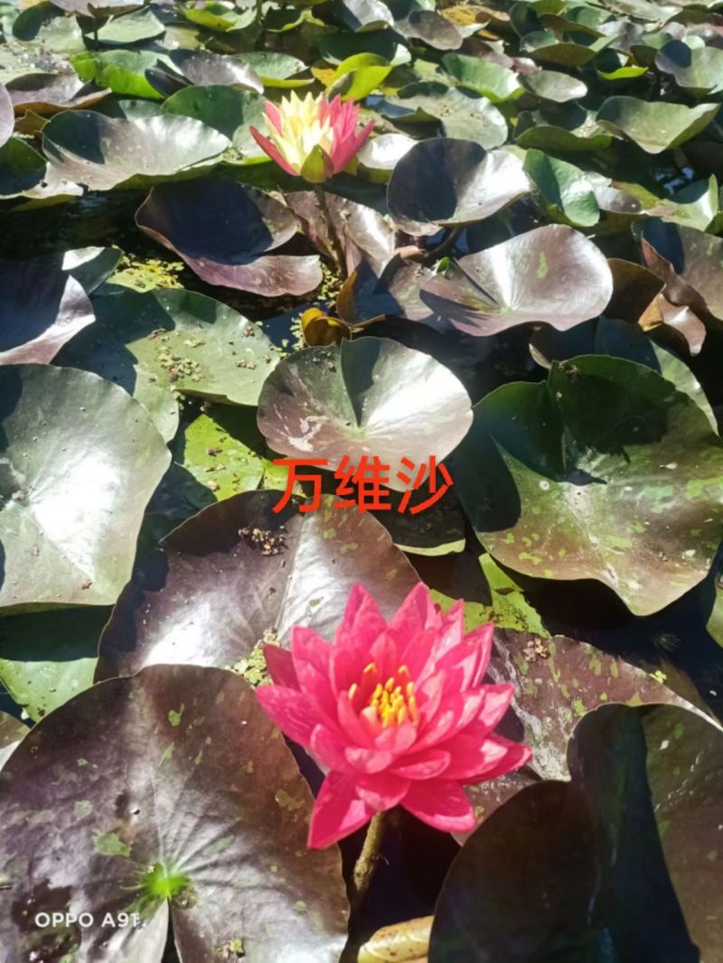 精品睡莲苗颜色齐全品种多样承接各种水景亮化工程