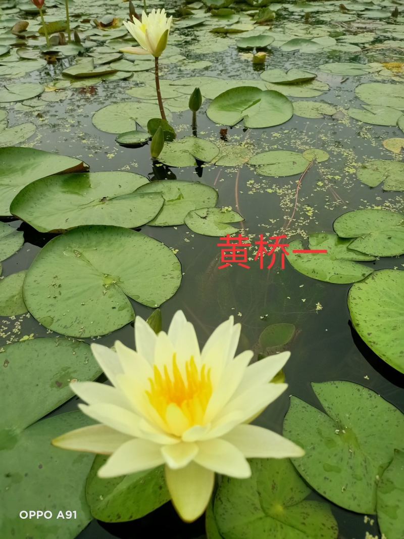 精品睡莲苗颜色齐全品种多样承接各种水景亮化工程